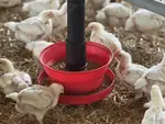 Poulets autour d'une mangeoire, plaine de granulés.