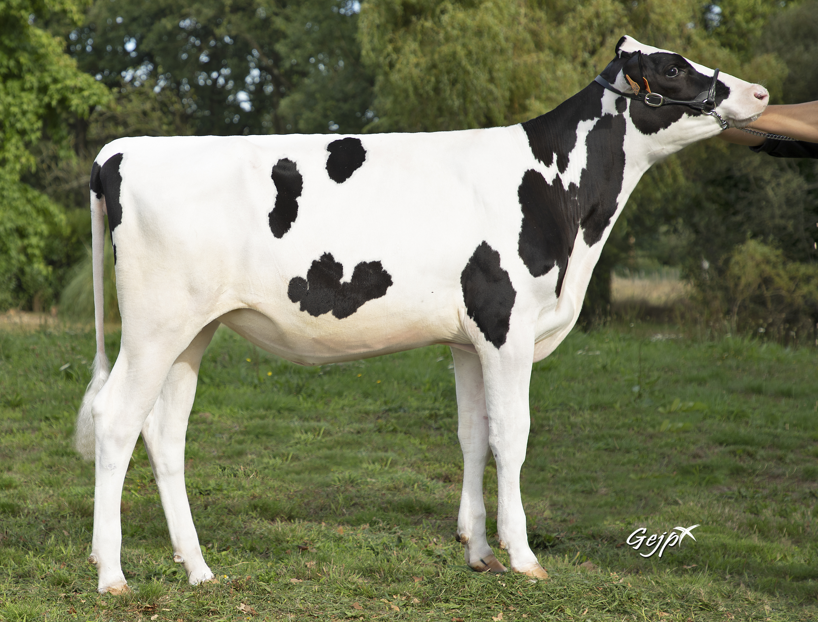 Éleveur de vaches Holstein pour vente d'embryons