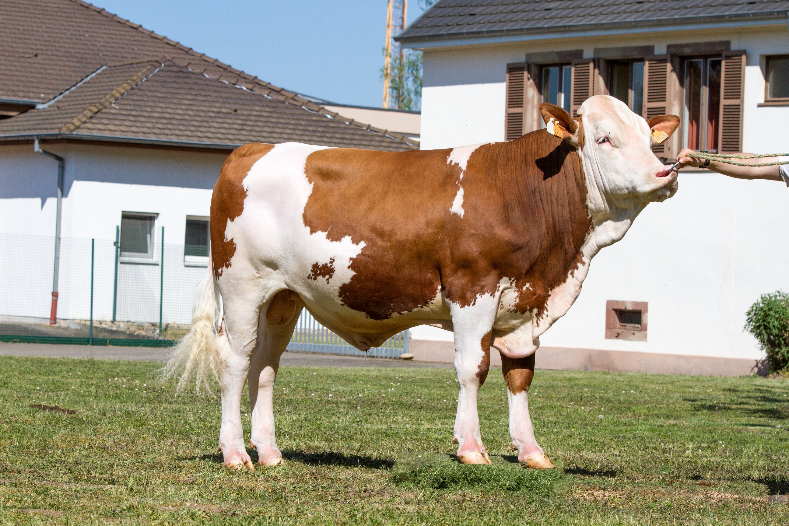 Vache Simmental française