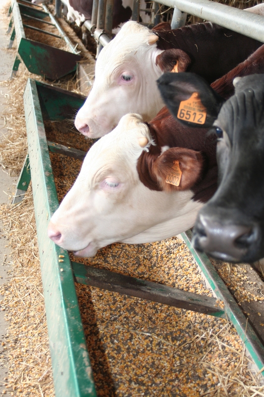 Le bœuf, une solution pour valoriser en France les veaux mâles