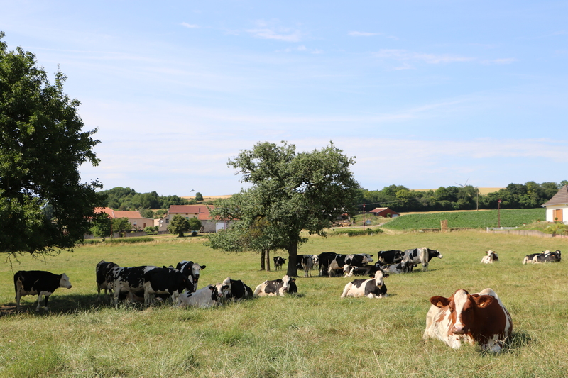 La bouse de vache : une ressource à haute valeur ajoutée • Les Produits  Laitiers