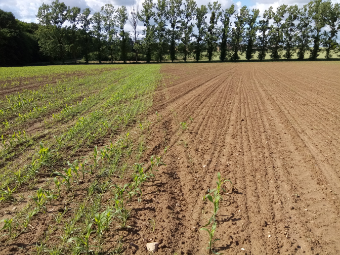 Moselle : des champs de céréales détruits par des centaines de corbeaux