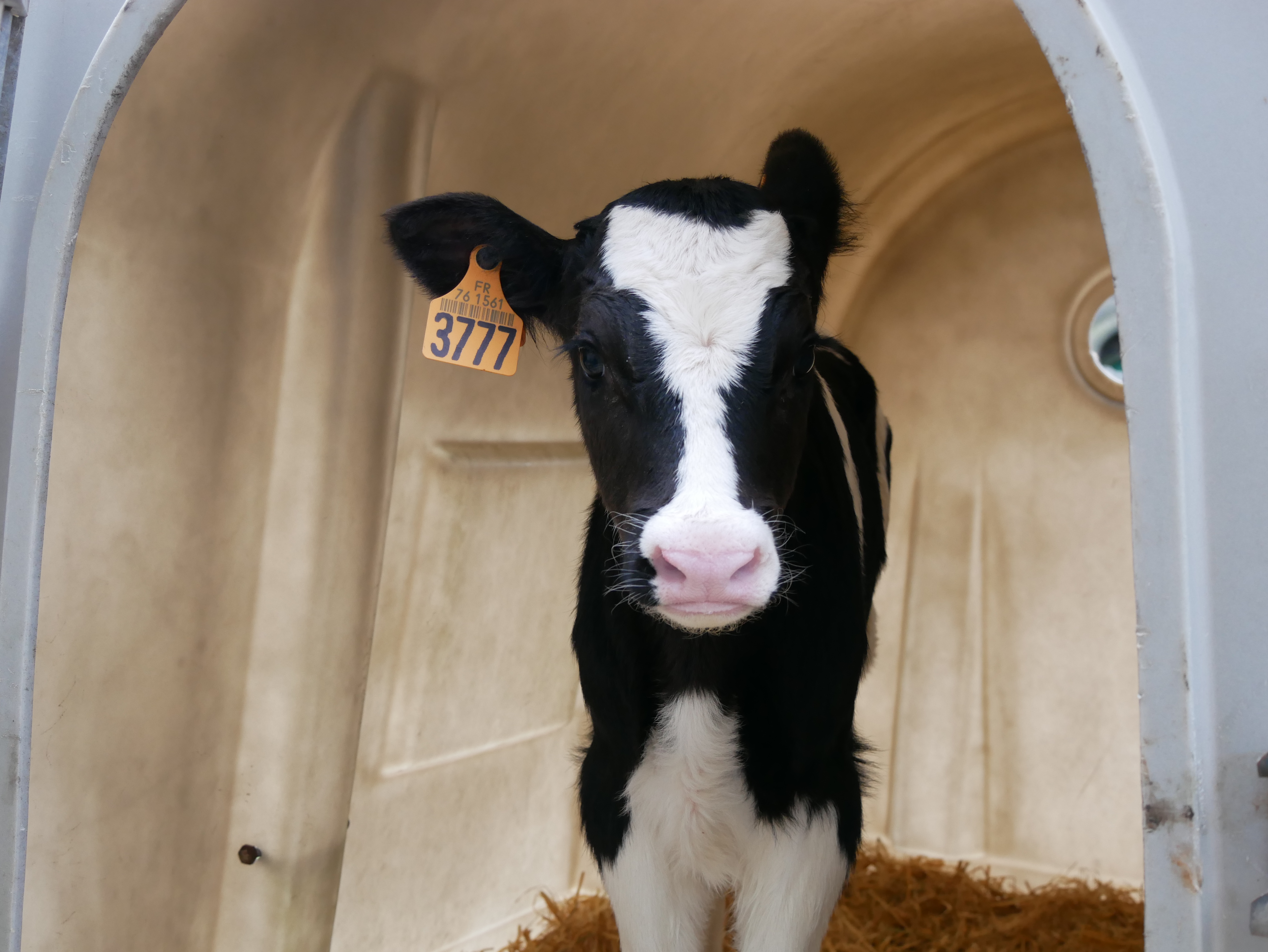 Veaux laitiers : un vaccin contre la cryptosporidiose pour protéger contre  les diarrhées | Réussir lait