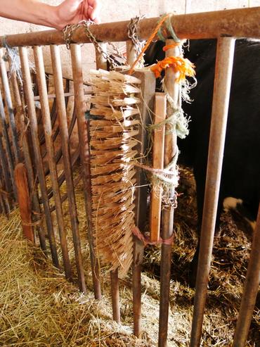 «&nbsp;Des vaches dociles, ça change la vie&nbsp;»