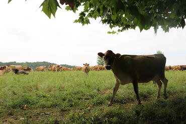 Vache Jersiaise