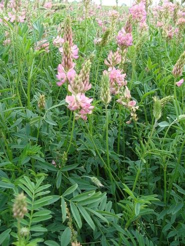 Le sainfoin simple est adapté pour le pâturage et le double pour la fauche, car il est plus remontant.