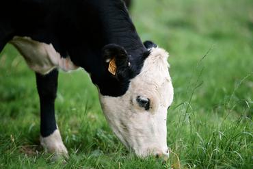 un bœuf issu d'un croisement Holstein et hereford