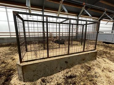 Bâtiments pour bovins : « Notre stabulation se rapproche du plein air »