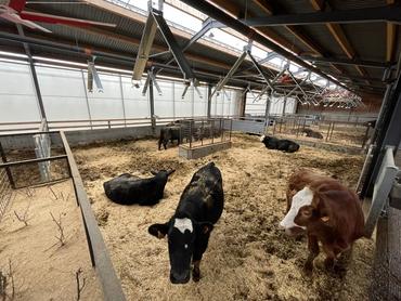 L'une des cases pour 16 bovins à l'intérieur du bâtiment de la ferme du Trèfle