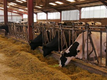 vaches laitières au cornadis