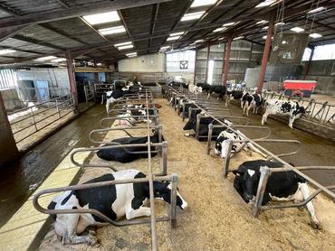 prim'Holsteins couchées en logettes