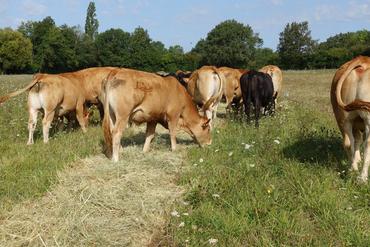 Ici, l'essai de « bale grazing » estival à  Thorigné est conduit selon la modalité « balle de foin déroulée ».