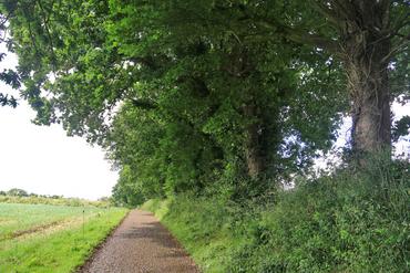 haie en bordure de chemin