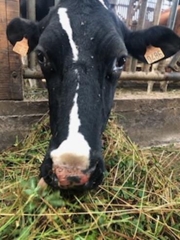 vache présentant des symptômes de la FCO