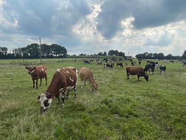 <em class="placeholder">vaches croisées au pâturage</em>