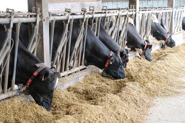 <em class="placeholder">vaches laitières au cornadis</em>