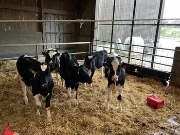 <em class="placeholder">génisses d&#039;élevage race prim&#039;holstein</em>