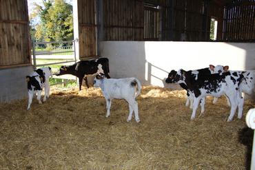 <em class="placeholder">Les génisses ont accès à l’herbe dès qu’elles ont 1 à 2 mois.</em>