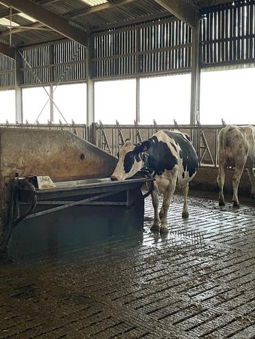 <em class="placeholder">vache laitière buvant à l&#039;abreuvoir</em>