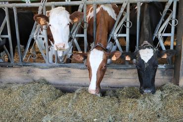 <em class="placeholder">vaches laitières au cornadis élevage robotisé 100 vaches lorraine </em>