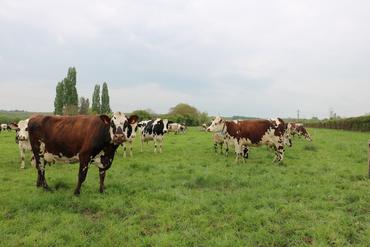<em class="placeholder">Troupeau de vaches laitières mixte Normandes et prim'Holstein au pâturage</em>