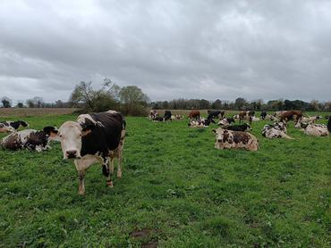 <em class="placeholder">troupeau composé 50 % de normande, 20 % de prim’Holstein et 30 % trois voies normande, prim’Holstein, montbéliarde</em>