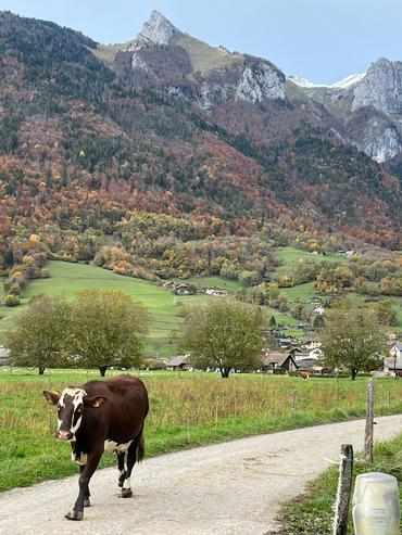 Vache sur un chemin avec la montagne en arrière plan