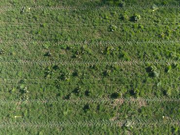 <em class="placeholder">Prairie avant désherbage des rumex</em>