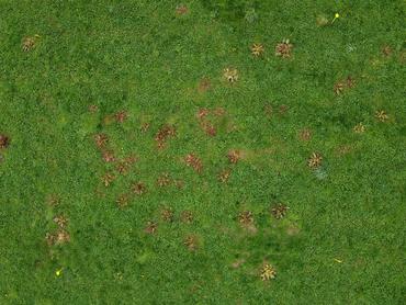<em class="placeholder">Prairie après désherbage des rumex</em>