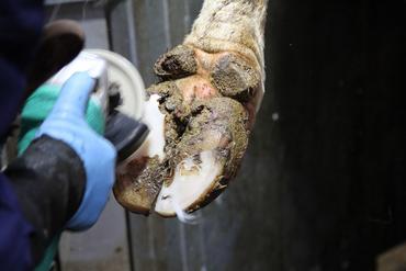 <em class="placeholder">lésion podale d'un vache laitière</em>