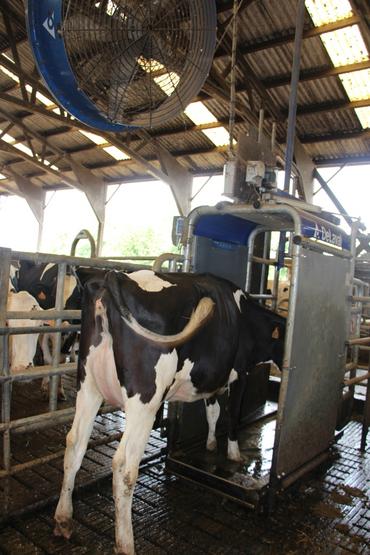 <em class="placeholder">pédiluve en élevage laitier</em>