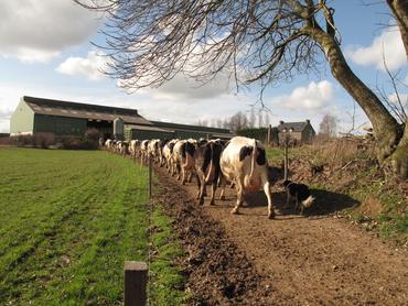 <em class="placeholder">Elevage bovin laitier. Bovins lait. rentrée des vaches laitières du pâturage dans la stabulation. chien de troupeau.  chemin d'accès aux prairies. Déplacement des ...</em>