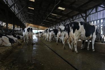 <em class="placeholder">stabulation pour vaches laitières</em>