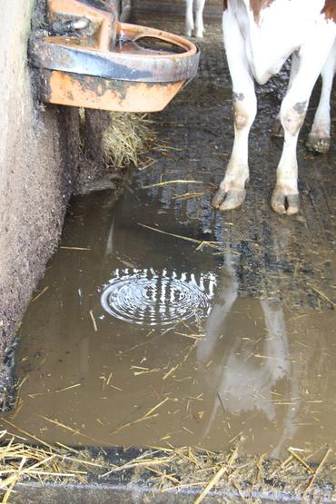 <em class="placeholder">zone souiillée sous un abreuvoir en stabulation de vaches laitières</em>