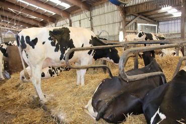 <em class="placeholder">Prévention des boiteries&nbsp;: 4 points clés pour bien loger vos vaches</em>