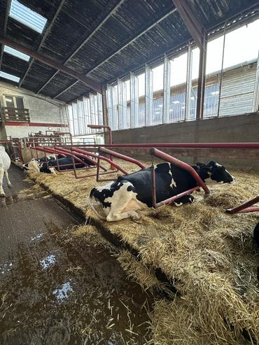 <em class="placeholder">vaches laitières en logette</em>