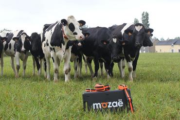 <em class="placeholder">vaches au pâturage équipées d'un détecteur de chaleur</em>