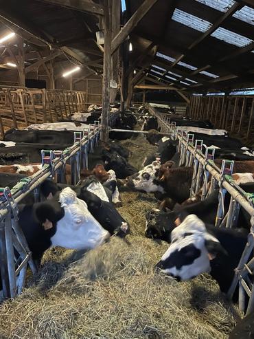 <em class="placeholder">troupeau laitier s'alimentant autour d'une auge centrale</em>