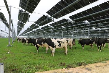 <em class="placeholder">centrale agrivoltaïque avec des vaches laitières et des panneaux photovoltaïque dans une prairie</em>