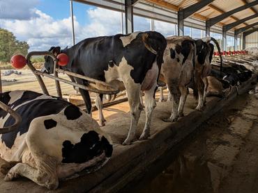 <em class="placeholder">Le vaches restent facilement debout, guidées par des bas-flancs espacés de 90 centimètres. Les boules remplaçant la barre au garrot leur permettent de garder une position ...</em>