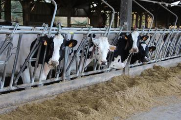 <em class="placeholder">La paille broyée est apportée dans la ration en brins de 2 centimètres.</em>