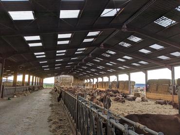 <em class="placeholder">Le troupeau en aire paillée n’a pas de problèmes de cellules. Après la traite, les vaches restent une heure au cornadis le temps que les sphincters se referment.</em>