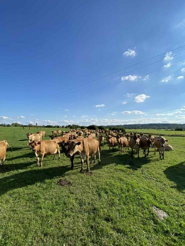 <em class="placeholder">Les vaches laitières marchent jusqu'à 2 kilomètres pour rejoindre les pâtures les plus éloignées.</em>
