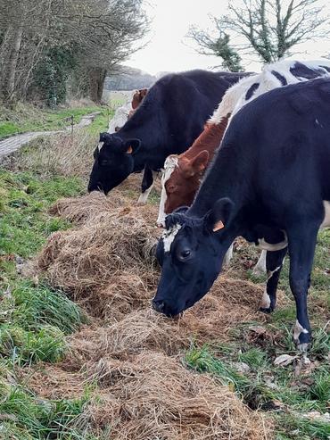<em class="placeholder">Vaches en train de manger de l'enrubanné déroulé au pâturage</em>