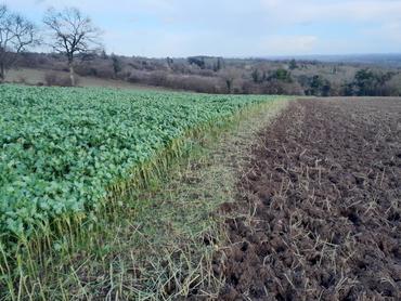 <em class="placeholder">Parcelle de colza fourrager pâturé au fil avant</em>