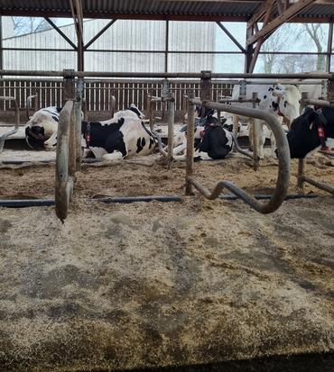 <em class="placeholder">matelas épais dans les logettes pour vaches laitières, et litière en anas de lin </em>