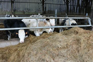 <em class="placeholder">boeufs issus d'un croisement Holstein et Blanc bleu belge</em>