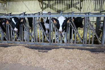 <em class="placeholder">veaux et mash </em>