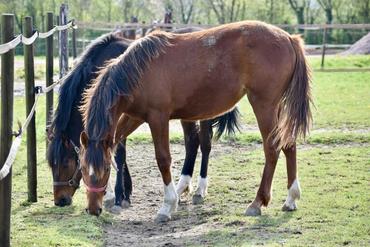<em class="placeholder">chevaux</em>