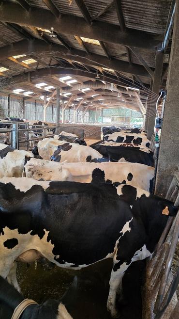 <em class="placeholder">vaches laitières en douchage</em>